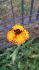 Pilosella aurantiaca