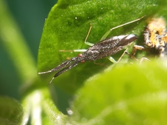 Heterotoma planicornis