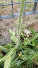 Pilosella aurantiaca