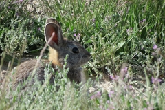 Sylvilagus idahoensis