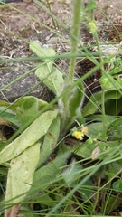 Pilosella aurantiaca