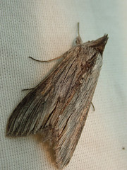 Cucullia laetifica