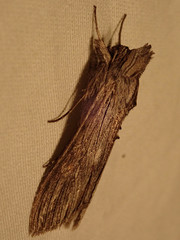 Cucullia laetifica