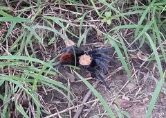 Brachypelma albiceps