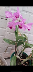 Guarianthe