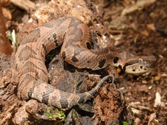 Metlapilcoatlus olmec