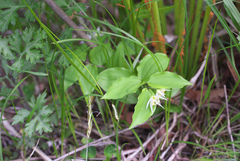 Disporum smilacinum