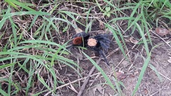 Brachypelma albiceps