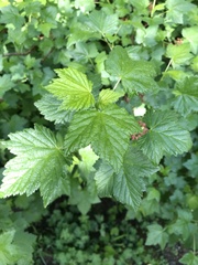 Ribes petraeum