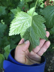 Ribes petraeum
