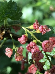 Ribes petraeum