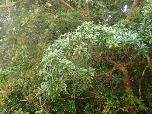 Elaeocarpus zollingeri iNat (1)