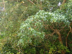 Elaeocarpus zollingeri