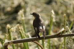 Ficedula hypoleuca