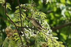 Ficedula hypoleuca
