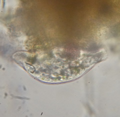 Chilodonellidae