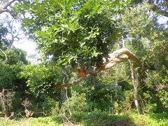 Cussonia sphaerocephala