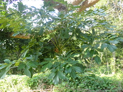 Cussonia sphaerocephala