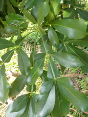 Cussonia sphaerocephala