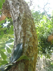 Cussonia sphaerocephala