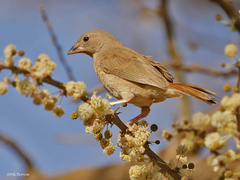 Green-Winged Pytilia photo 3