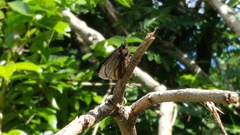 Ephyriades arcas