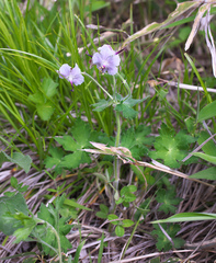 Geranium reinii