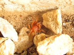 Caponia