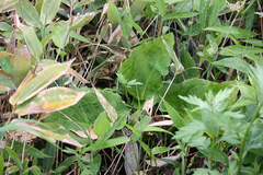 Symplocarpus renifolius