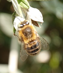 Anthophora quadrimaculata