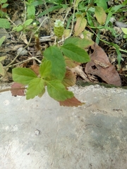 Lippia dulcis