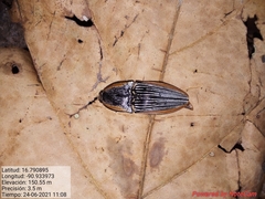 Chalcolepidius rugatus
