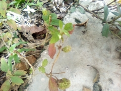 Lippia dulcis