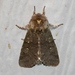 Roland's Sallow - Photo (c) Royal Tyler, some rights reserved (CC BY-NC-SA), uploaded by Royal Tyler