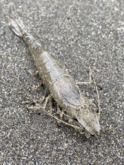 Crangonoidea