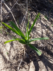 Chlorophytum triflorum