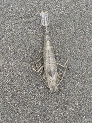 Crangonoidea
