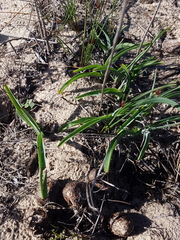 Chlorophytum triflorum