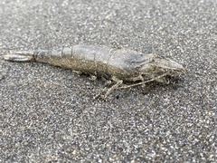 Crangonoidea