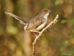 Prinia rufifrons