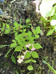 Aralia elata