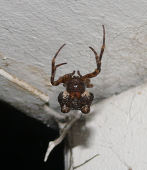 Mastophora cornigera