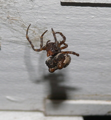 Mastophora cornigera