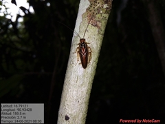 Euphyllodromia angustata