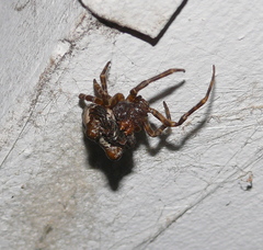 Mastophora cornigera