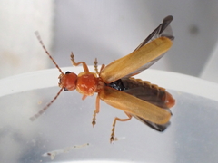 Cantharis rufa