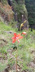 Bletia coccinea