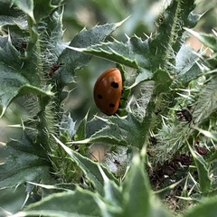 Coccinella septempunctata