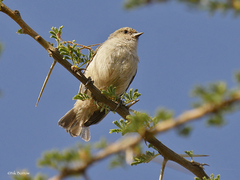 Anthoscopus musculus