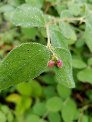 Symphoricarpos albus albus